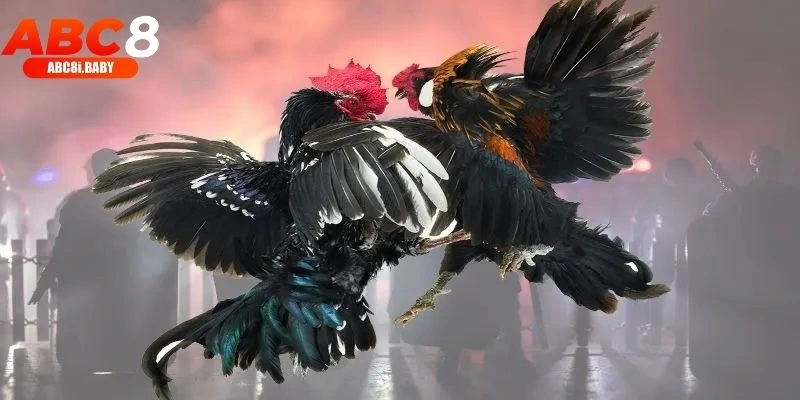 Tìm hiểu đá gà ABC8