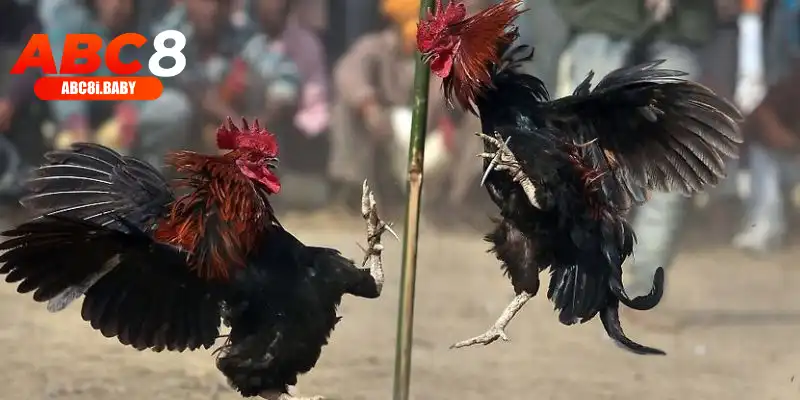 Chung kết gà đá C1 hấp dẫn được mong đợi