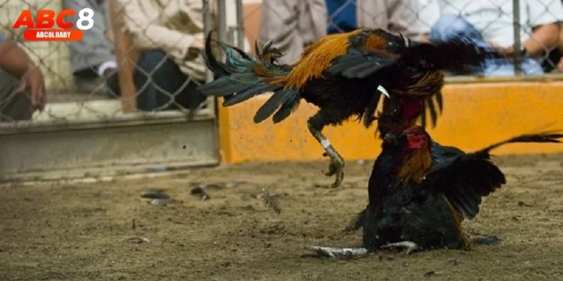 Trận đá gà Thomo kịch tính được phát sóng trực tiếp