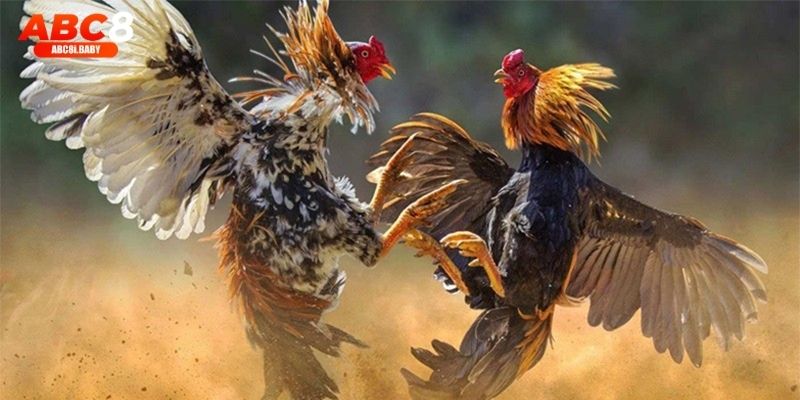 Hai chiến kê so tài quyết liệt tại trường gà Thomo