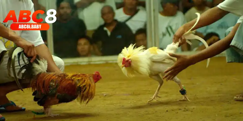 Cơ sở hoạt động Trang đá gà online