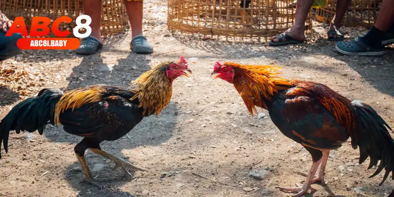 Cơ chế an toàn và bảo mật khi cược đá gà