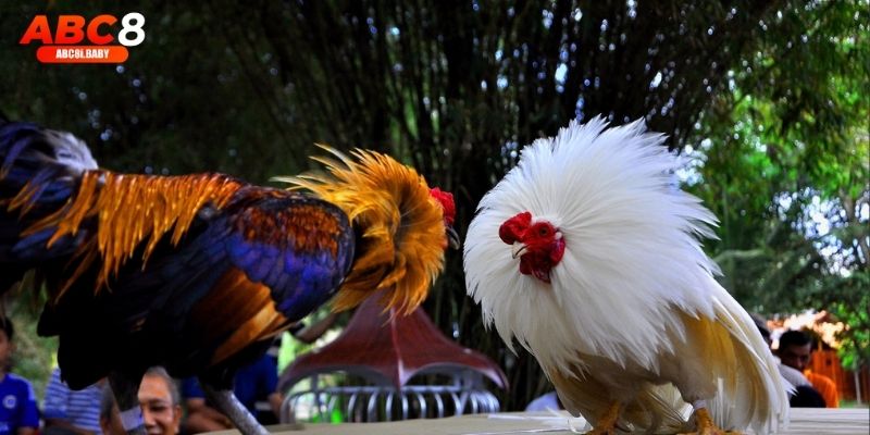 Người chơi đang theo dõi và đặt cược trận đá gà Thomo trực tuyến